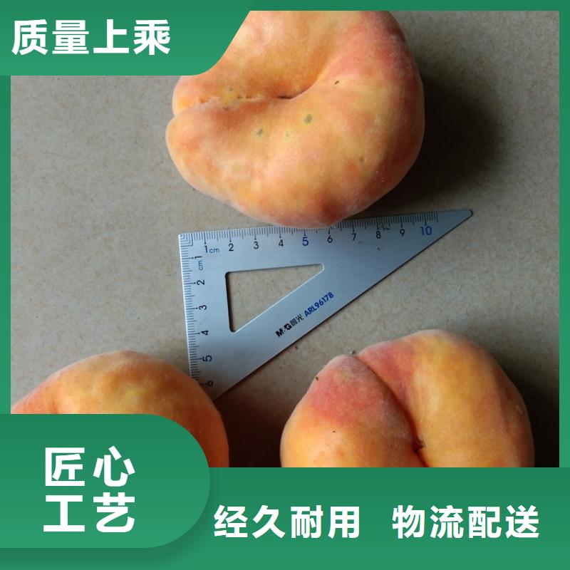 桃无花果苗您身边的厂家