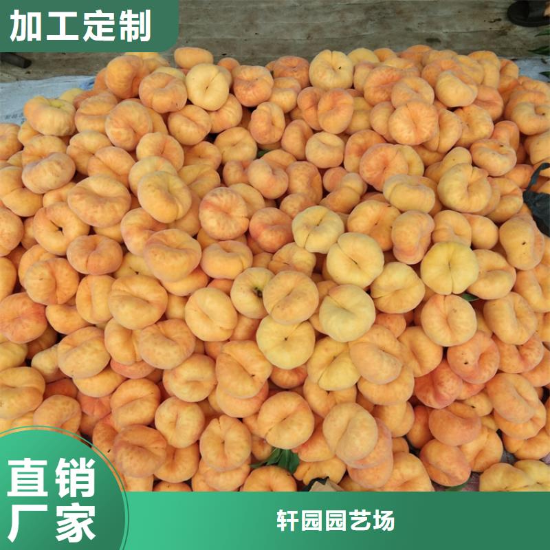 桃苹果苗厂家品控严格