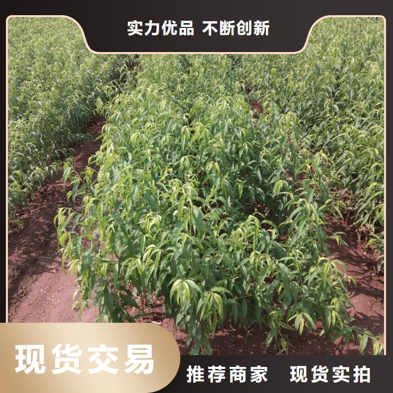 桃-樱桃苗贴心服务