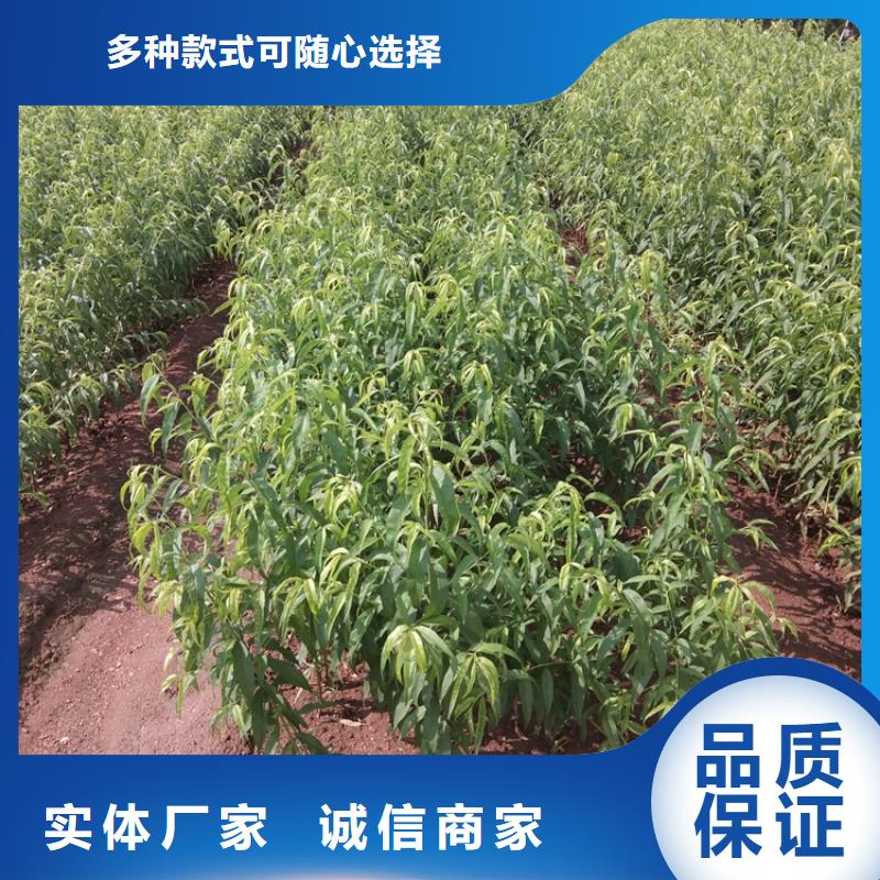 【桃】_梨树苗支持定制加工-轩园园艺场(黄冈市分公司)-企业旺旺