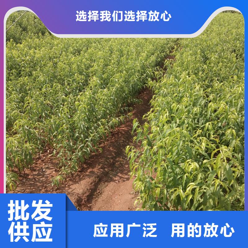 梨树苗-视频-乌鲁木齐|克拉玛依轩园梨树苗_ 轩园园艺场(伊犁市分公司)