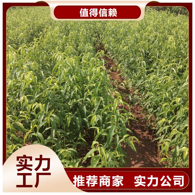 桃无花果苗您身边的厂家