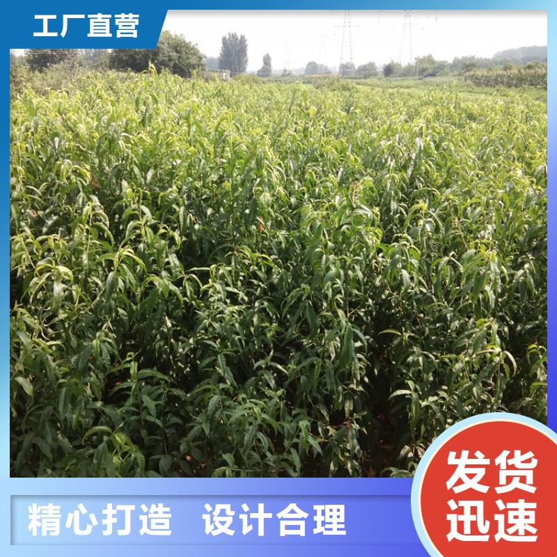 桃蘋果苗卓越品質保障