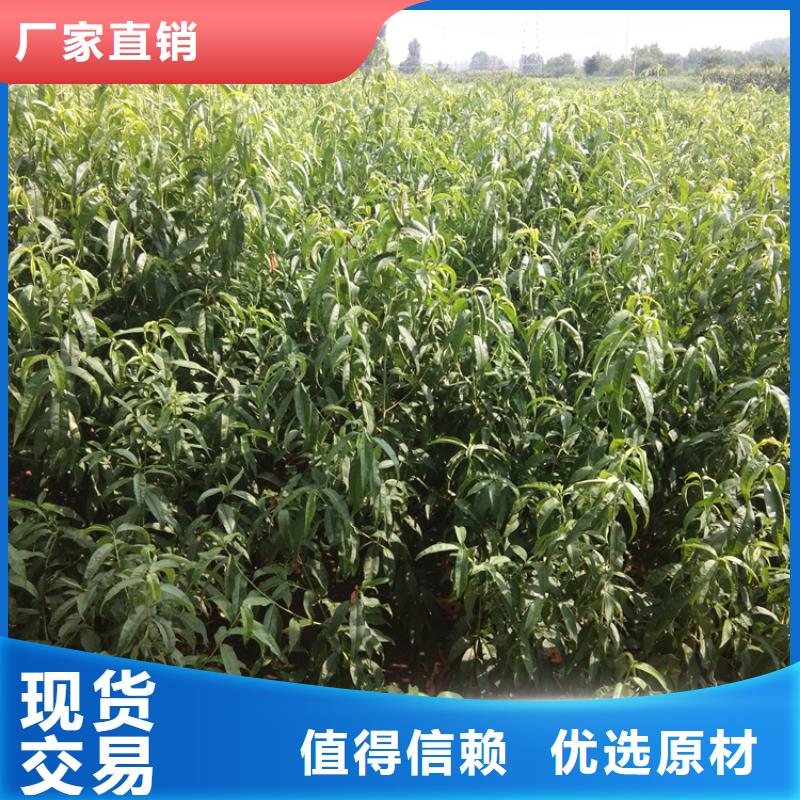 桃-西瓜苗用的放心