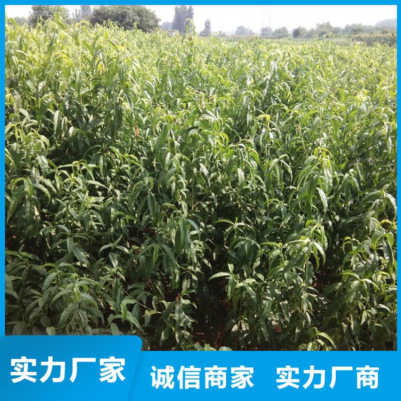 桃西瓜番石榴苗歡迎來電咨詢