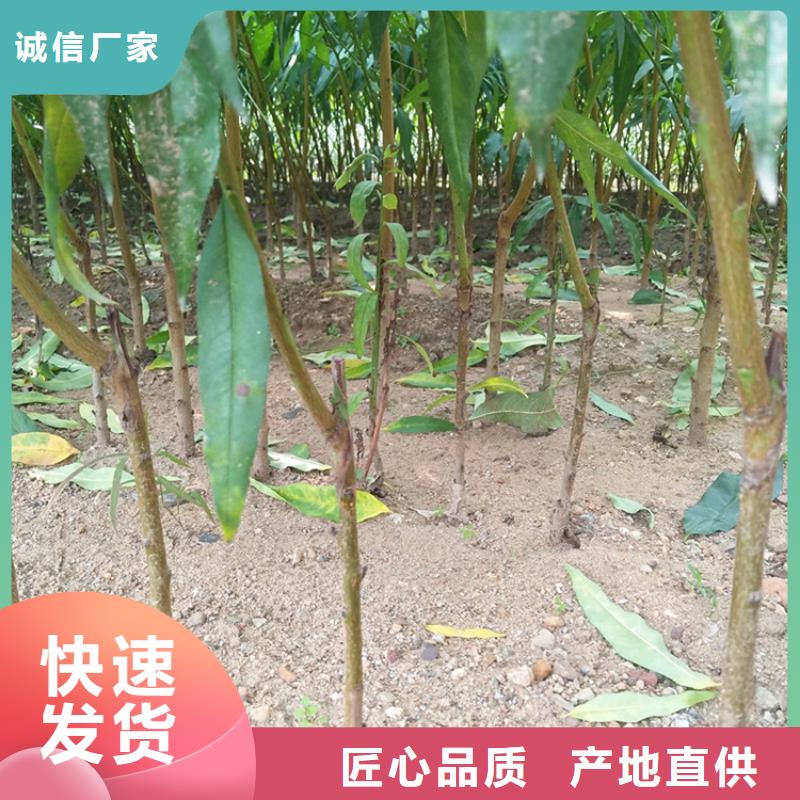 【桃】_梨树苗支持定制加工-服务范围包括浠水|黄梅|孝感|荆门|恩施|咸宁|十堰|襄阳等