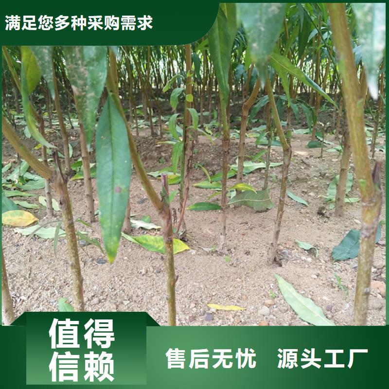 桃-西瓜苗用的放心