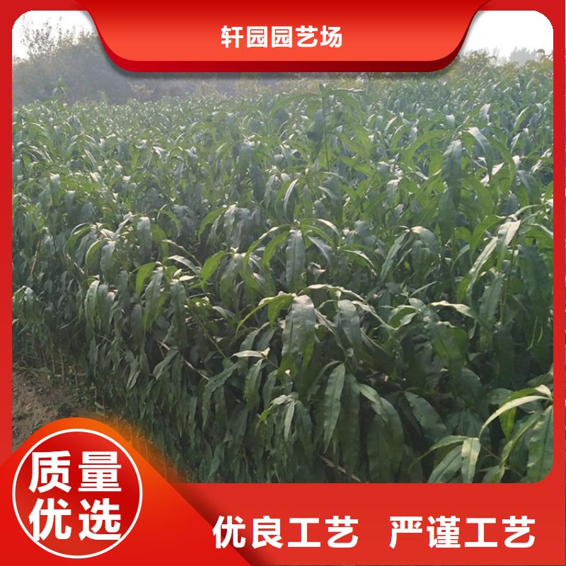 桃櫻桃苗原廠制造