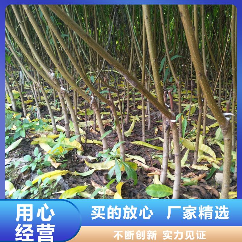 【 桃-无花果苗工艺层层把关】轩园梨树苗