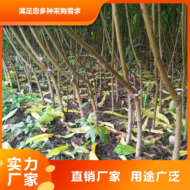 【海量现货 桃-桃树苗老客户钟爱】-qy55.com