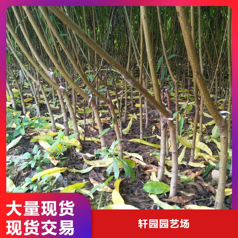 【 桃-桃树苗老客户钟爱】