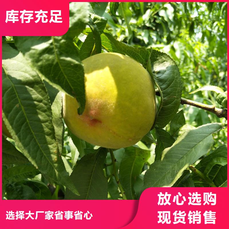 桃-西瓜苗用的放心