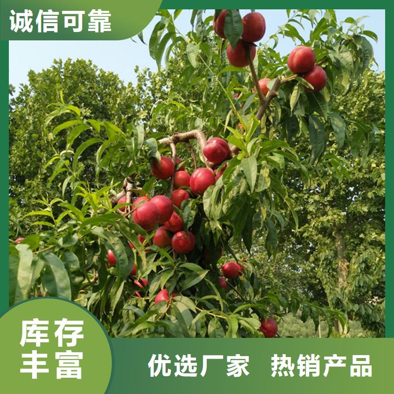 桃无花果苗您身边的厂家