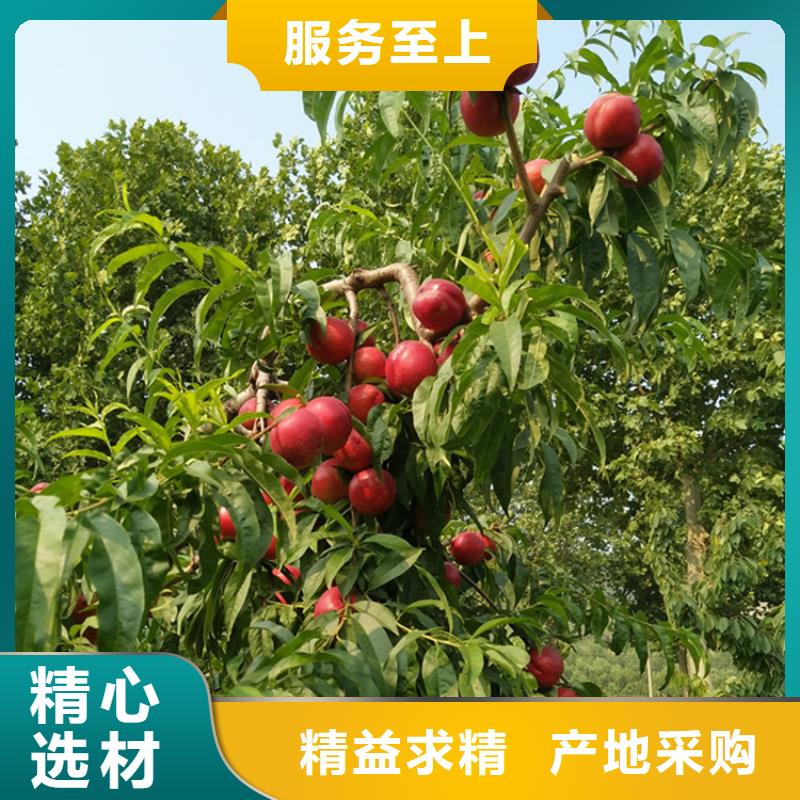 桃苹果苗大厂生产品质
