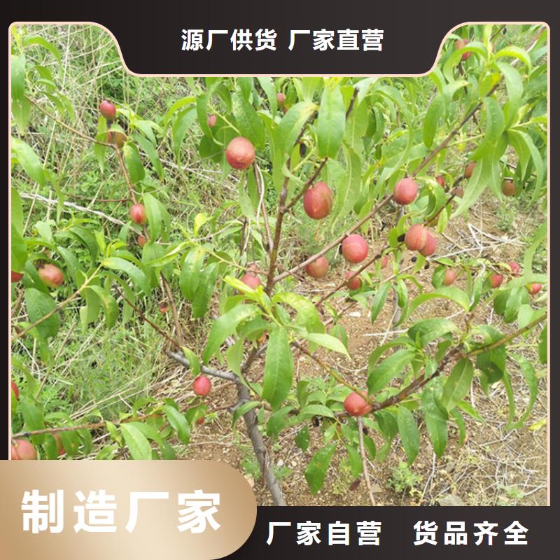 桃李树苗工厂采购