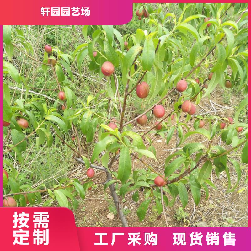 桃李樹苗工廠采購