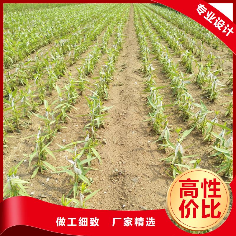 梨树苗-视频-乌鲁木齐|克拉玛依轩园梨树苗_ 轩园园艺场(伊犁市分公司)