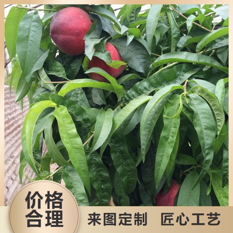 桃西瓜番石榴苗歡迎來電咨詢
