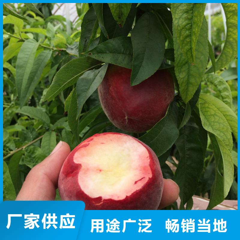 【 桃-桃树苗老客户钟爱】-轩园园艺场(伊犁市分公司)-企业旺旺