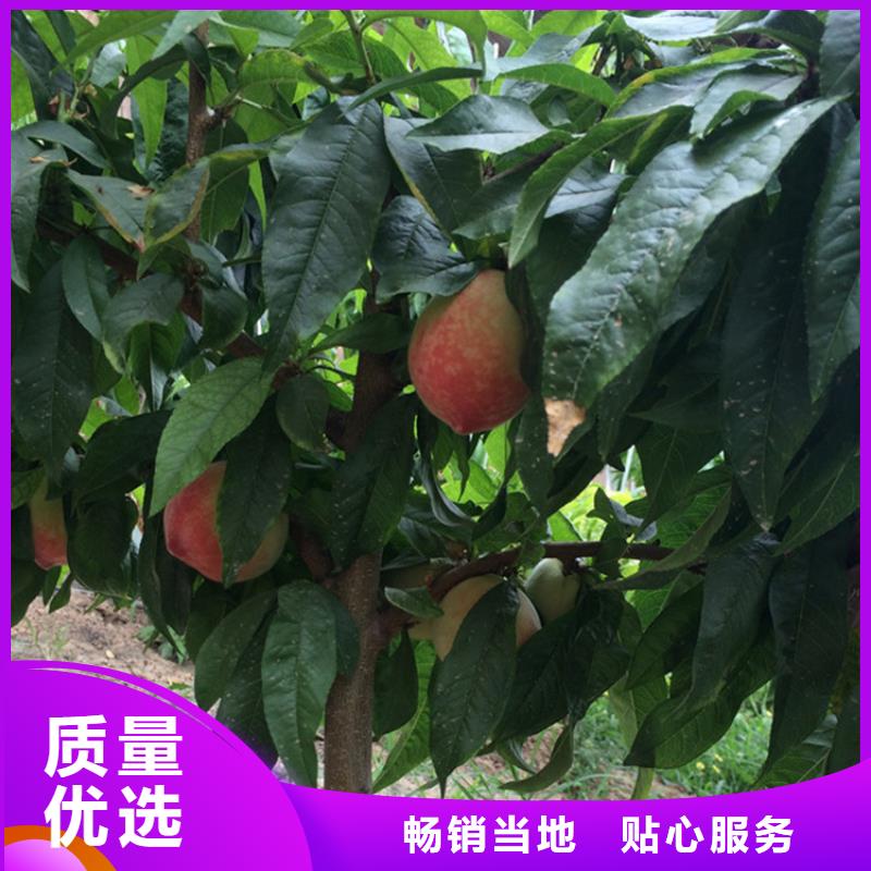 桃苹果苗大厂生产品质