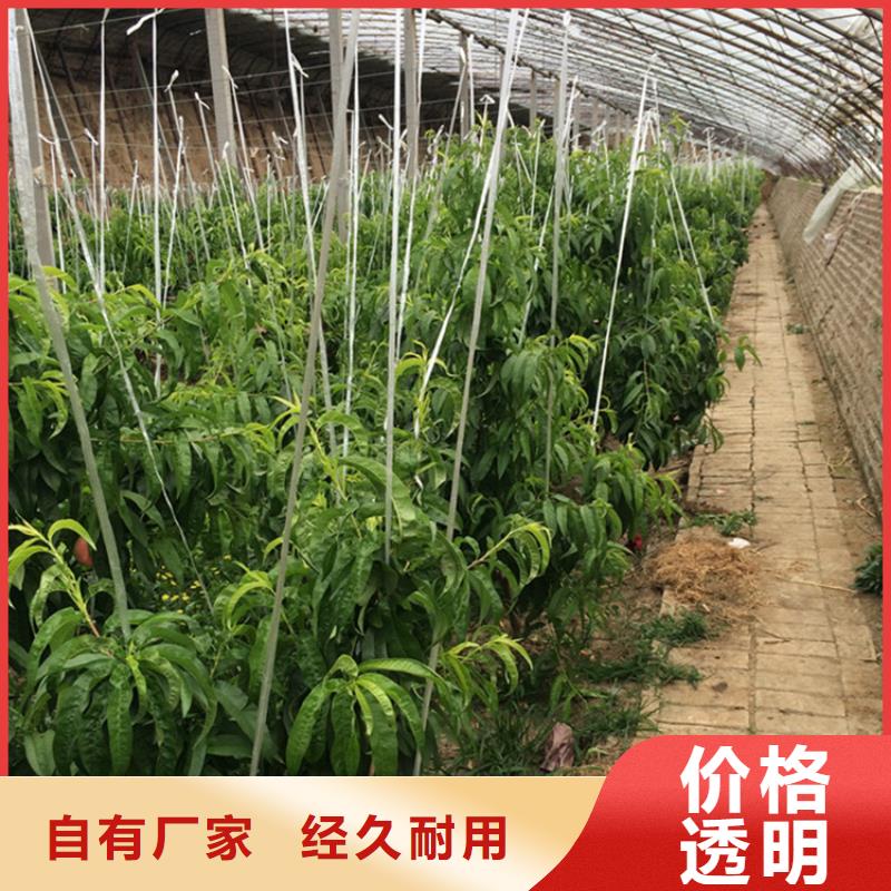 桃西瓜番石榴苗歡迎來電咨詢