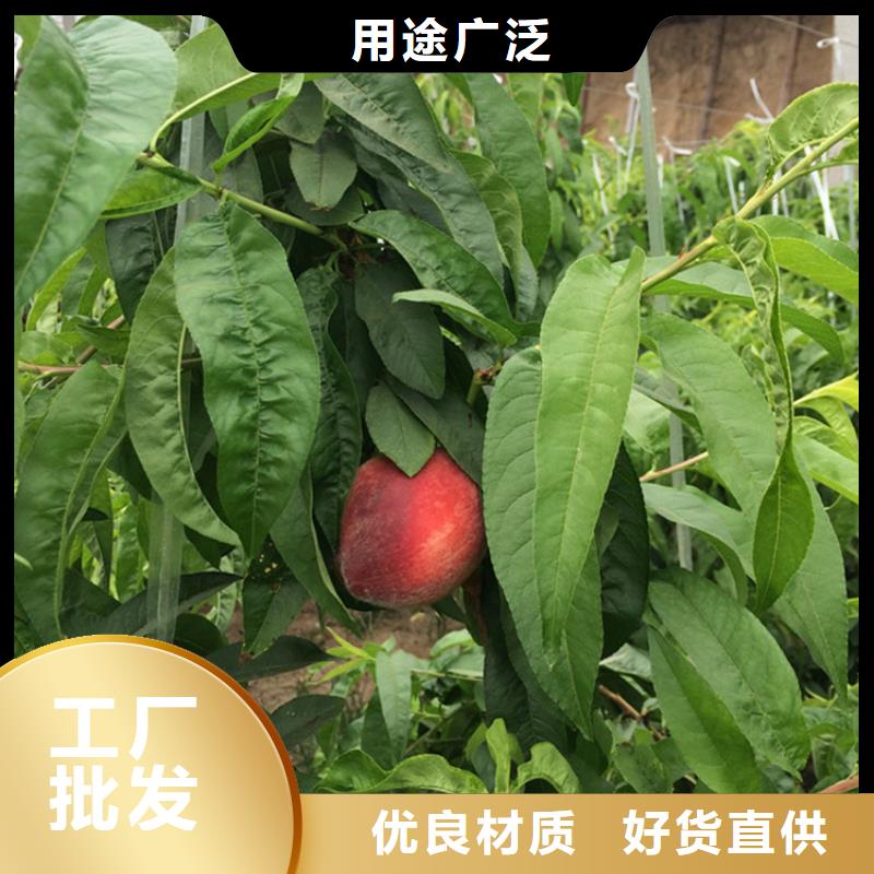 黃桃苗怎么賣(mài)