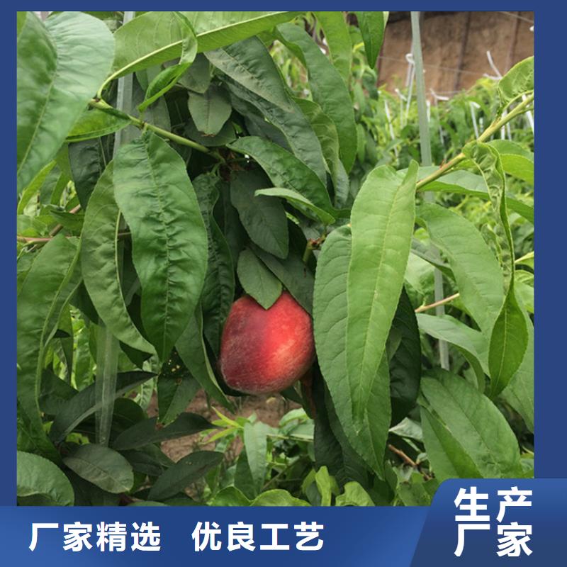 【桃】_梨树苗支持定制加工-服务范围包括浠水|黄梅|孝感|荆门|恩施|咸宁|十堰|襄阳等