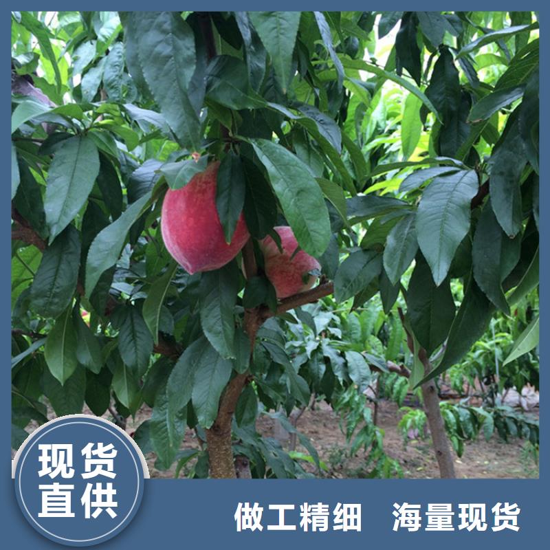 桃苹果苗大厂生产品质