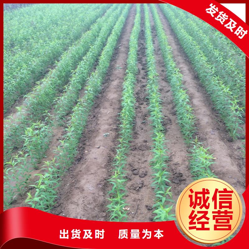 桃梨树苗拥有核心技术优势