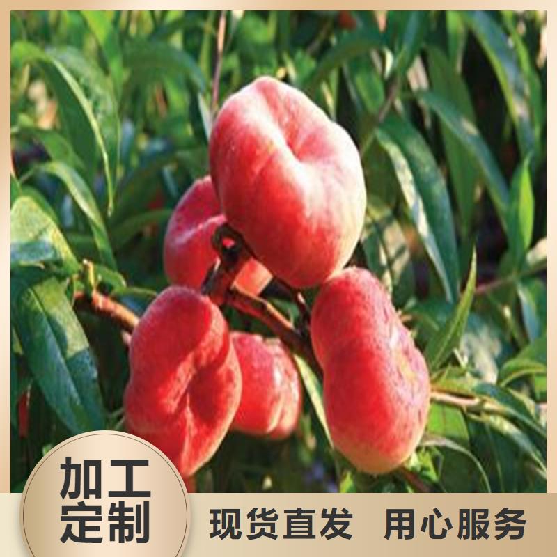 桃-樱桃苗贴心服务