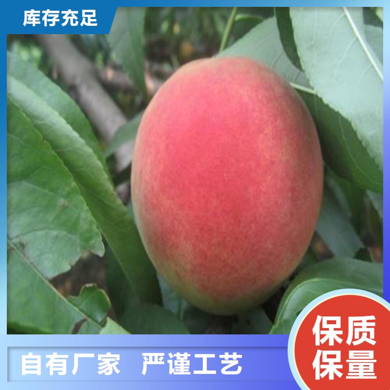 桃无花果苗您身边的厂家