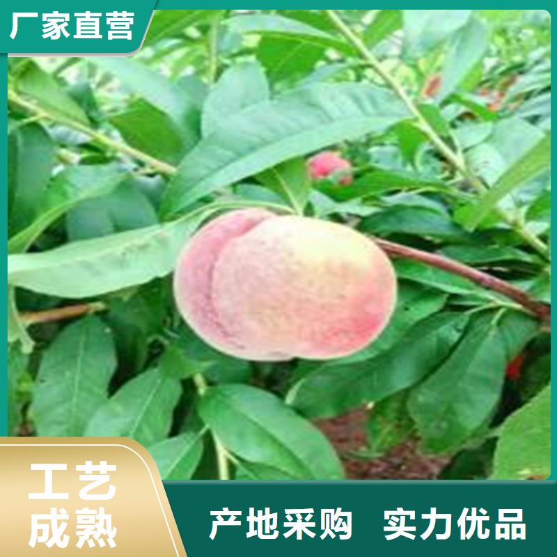桃-西瓜苗用的放心
