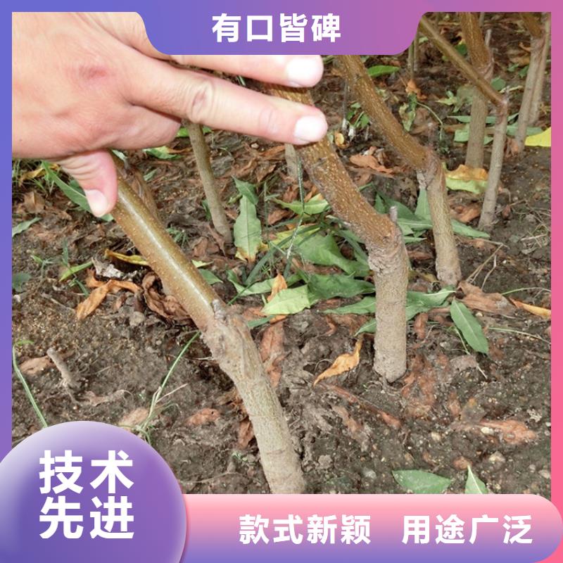 【桃】_梨树苗支持定制加工-服务范围包括浠水|黄梅|孝感|荆门|恩施|咸宁|十堰|襄阳等