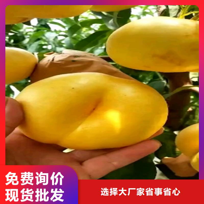 桃苹果苗厂家品控严格