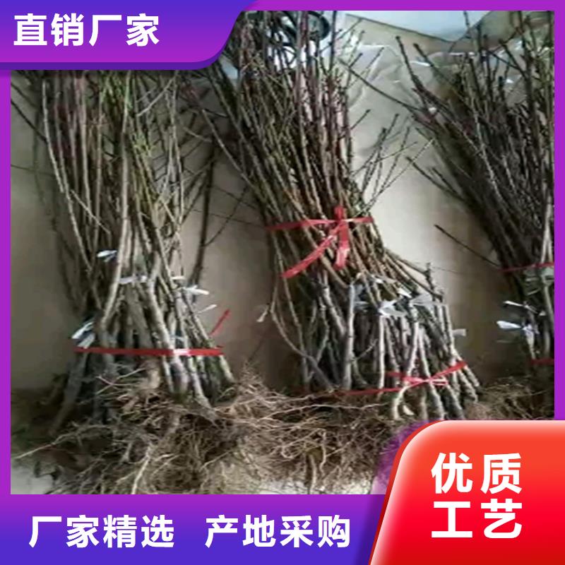 桃-樱桃苗定制速度快工期短
