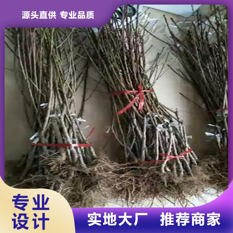 桃无花果苗您身边的厂家
