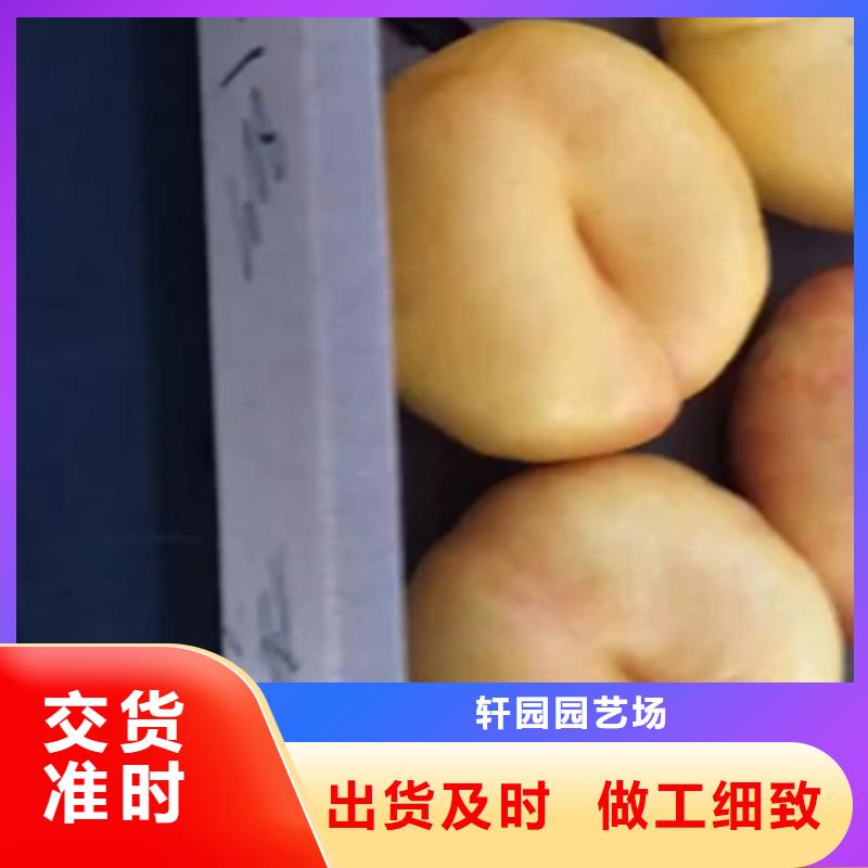 桃无花果苗您身边的厂家