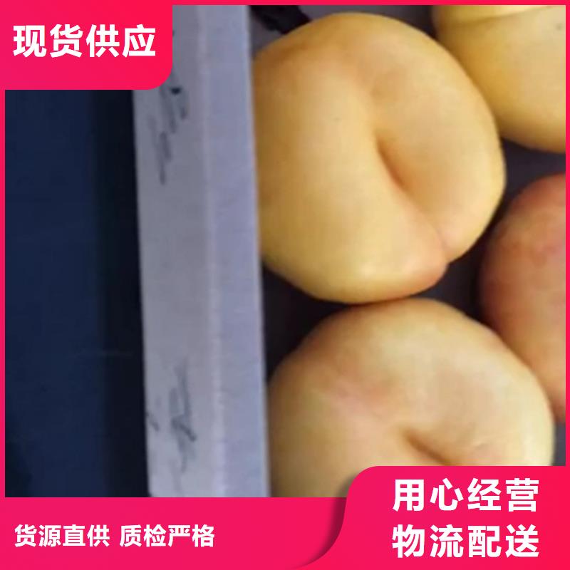桃-樱桃苗贴心服务