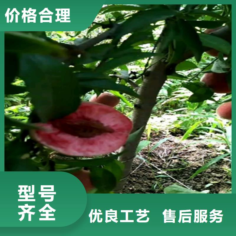 桃无花果苗您身边的厂家