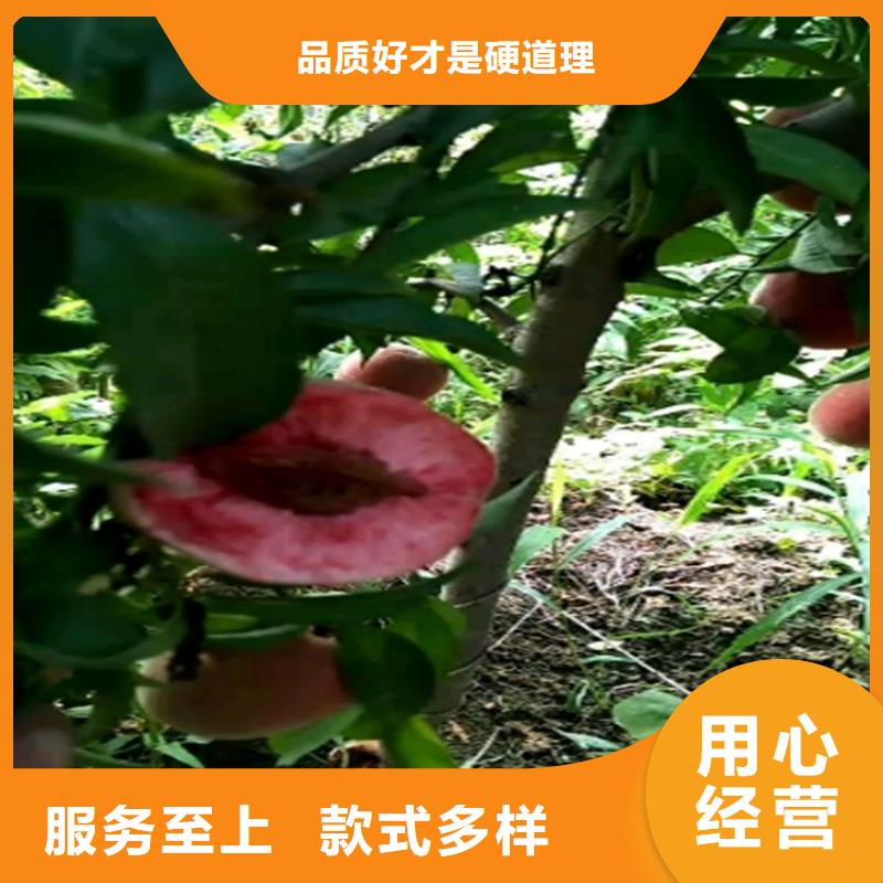 桃李树苗工厂采购