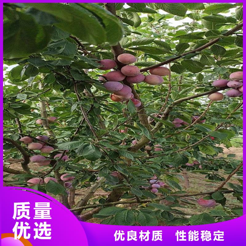 李子_葡萄苗优选原材