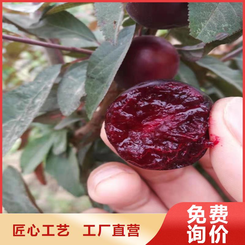 李子猕猴桃苗一站式厂家