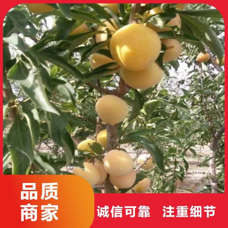 李子【樱桃苗】支持非标定制