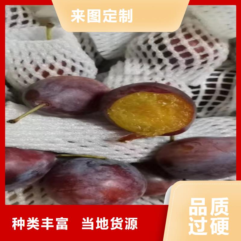 李子苹果苗免费寄样
