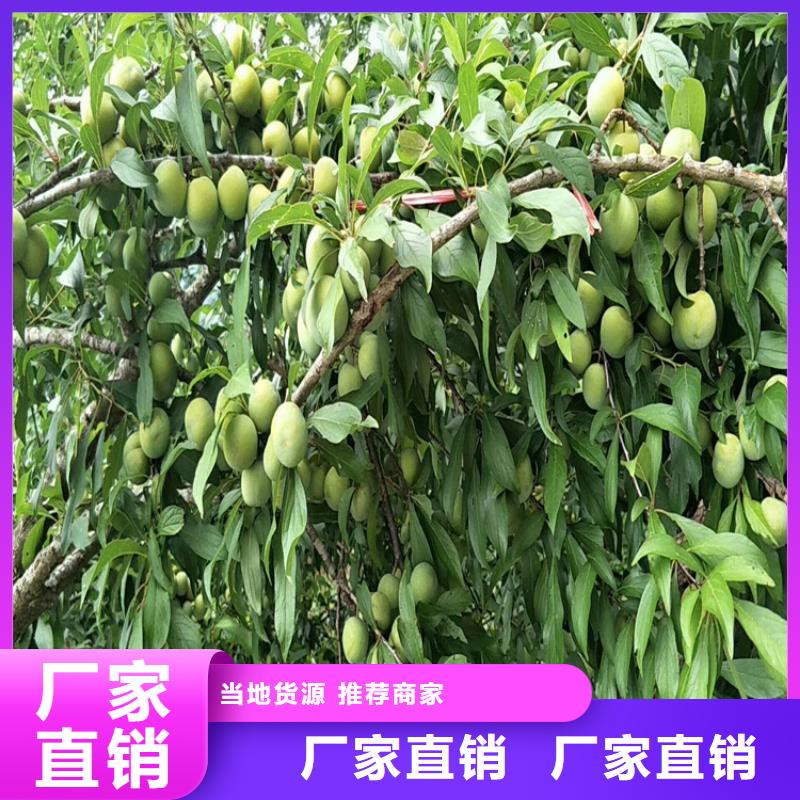 轩园【李子】苹果苗品种全-业务覆盖区域|钟楼|武进|南通|无锡|镇江|扬州|泰州|南京-企业旺旺