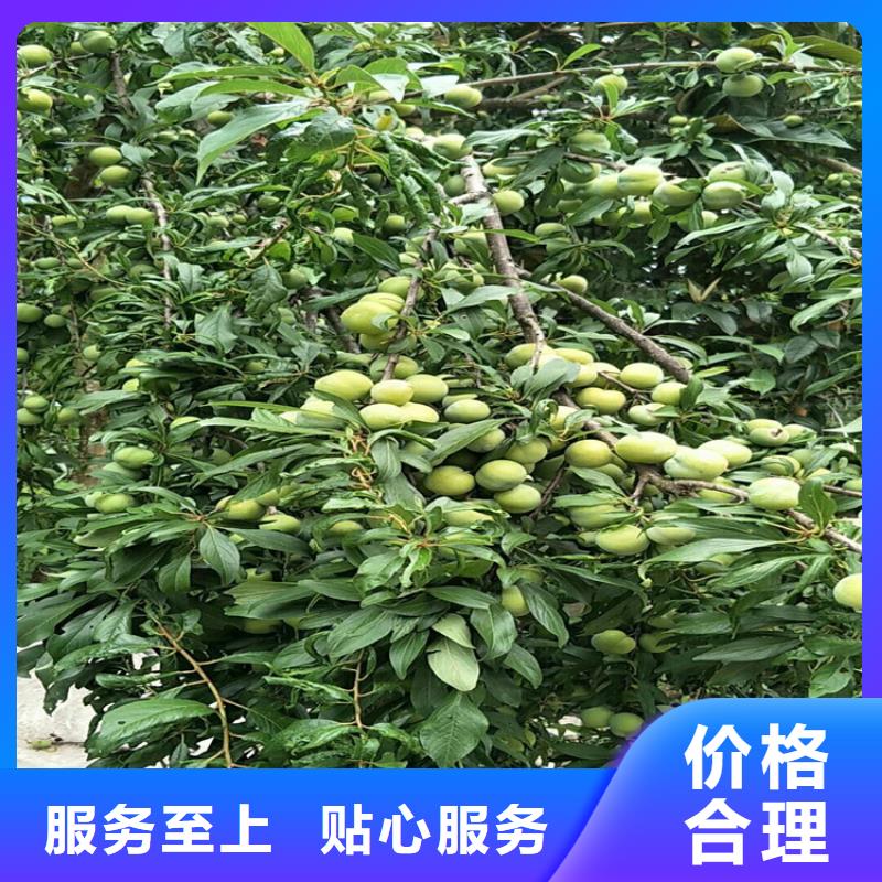 李子_苹果苗工艺层层把关