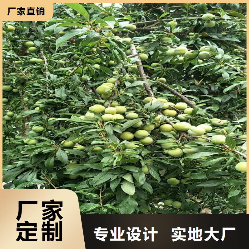 李子苗育苗基地