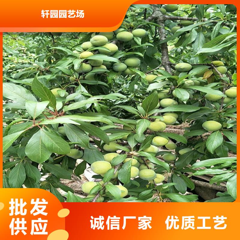李子獼猴桃苗一站式廠家