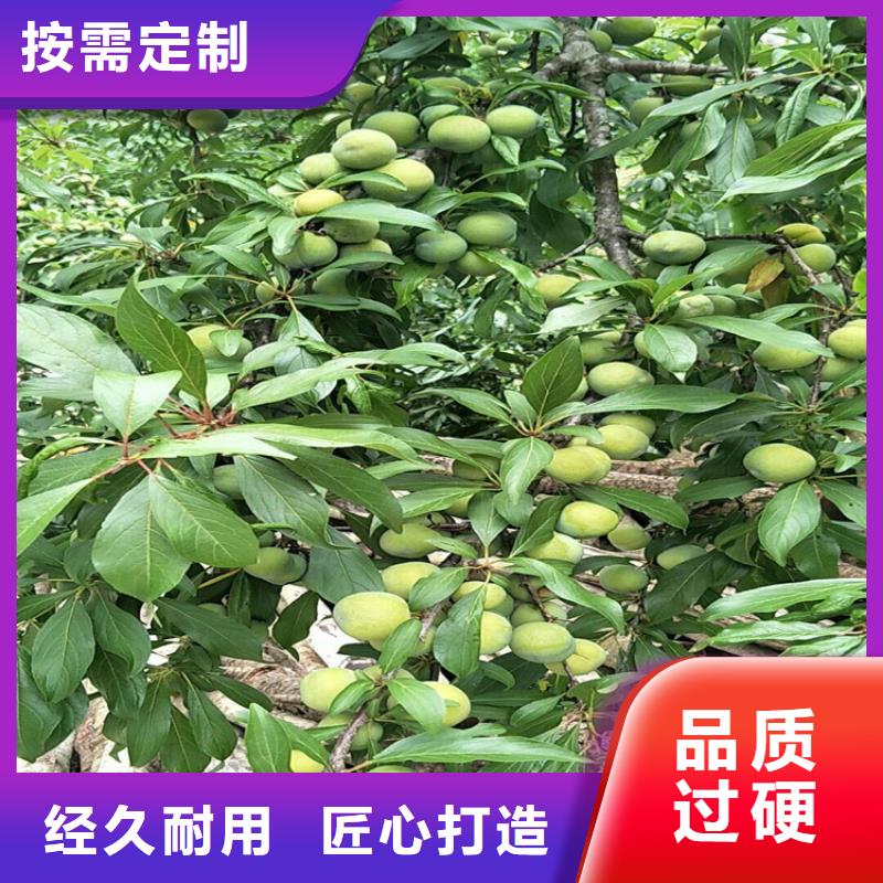 梨树苗视频-甘肃省陇南市轩园梨树苗可服务区域武都|成县|酒泉|金昌|天水|张掖|甘南等