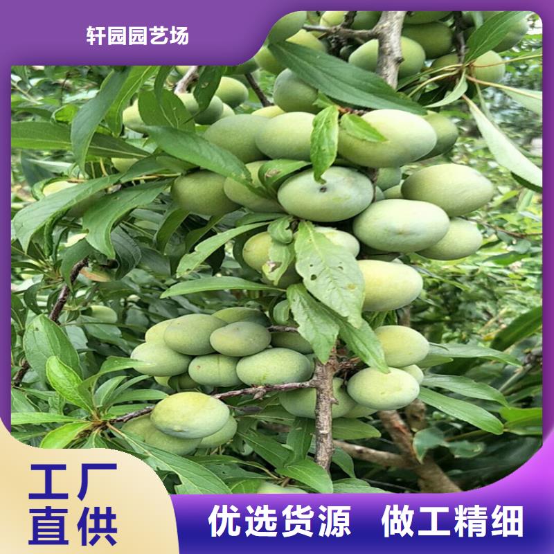 李子苹果苗免费寄样